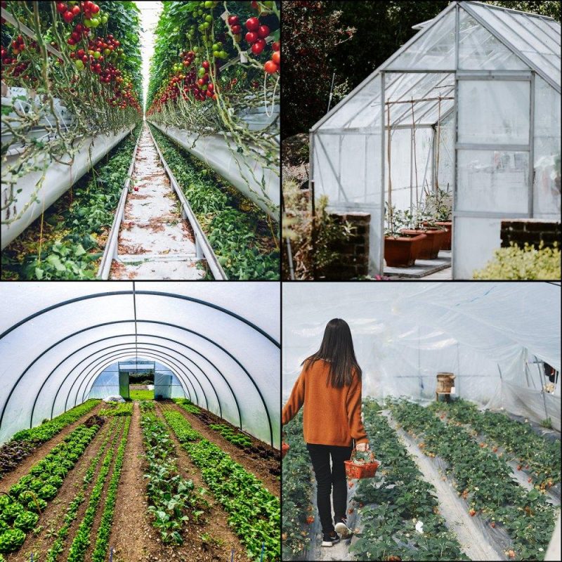 Landscaping & Shade | Greenhouse Film 24 x 50 ft, Greenhouse Polyethylene Film 6 Mil Thickness, Greenhouse Plastic Greenhouse Clear Plastic Film UV Resistant, Polyethylene Film Keep Warming, Superior Strength Landscaping & Shade Landscaping & Shade