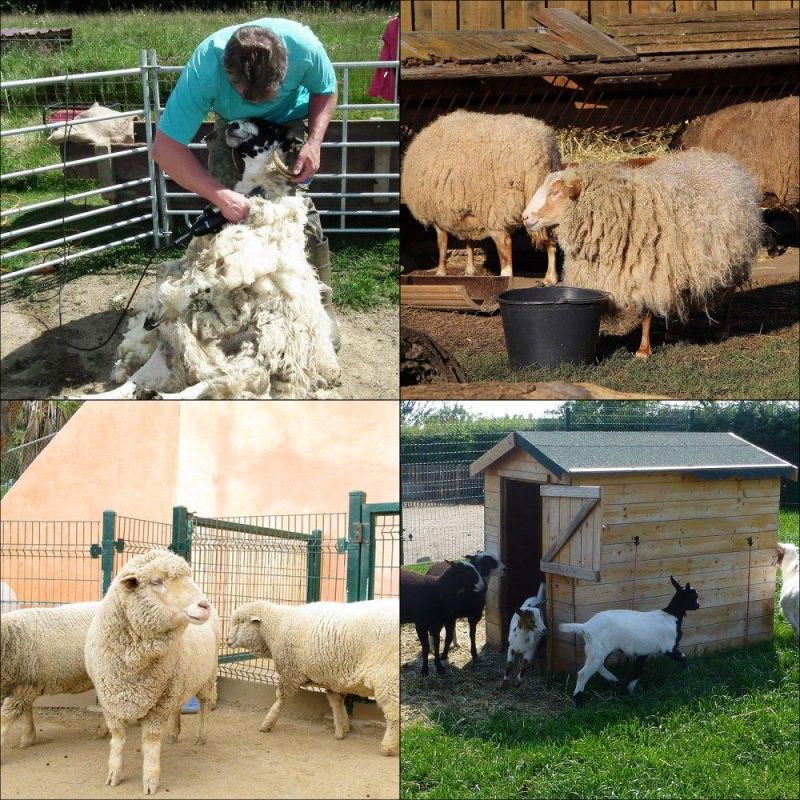 Livestock & Poultry Supplies | Livestock Stand Steel Gate Attachment Nose Loop Headpiece, 9.8inch Height and Trimming Stand 5.9inch Length Adjustable, Nose Loop Goat Trimming Stands, Sheep Shearing Stand, for Sheep & Goats Black Agriculture & Forestry Equipment Black